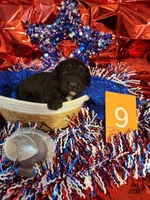 Puppy #9, a male Labradoodle for sale in Toccoa, GA – 3 of 3
