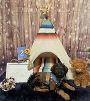 Puppy #2 Honey 🍯 , a female Labradoodle for sale in Toccoa, GA – 2 of 9