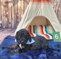Puppy #6, a male Labradoodle for sale in Toccoa, GA – 3 of 8