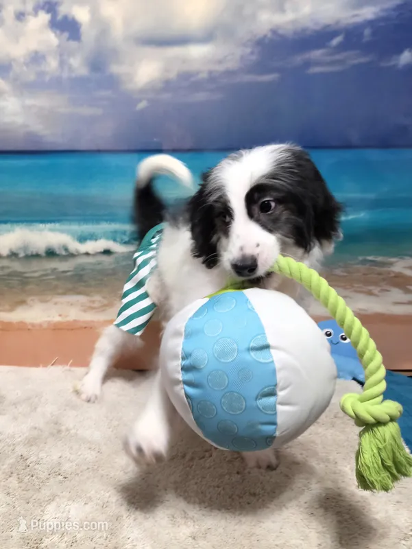 Puppy #15  😍 Panda 🐼  – Sheepadoodle puppy for sale in Toccoa, GA