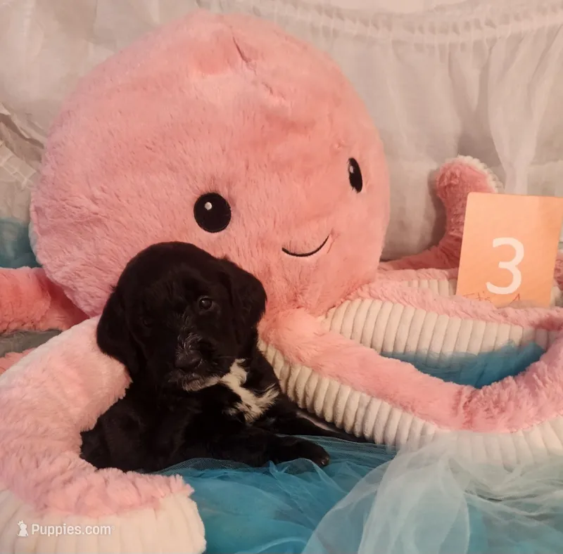 Puppy #3 – Labradoodle puppy for sale in Toccoa, GA