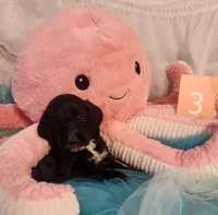 Puppy #3, a female Labradoodle for sale in Toccoa, GA – 3 of 6