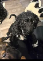 Puppy #5 Billy🐐, a male Labradoodle for sale in Toccoa, GA – 3 of 9
