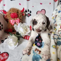 Patch WEEKEND SALE , a male Dalmatian and Poodle - Standard  for sale in Toccoa, GA – Photo 6 of 9