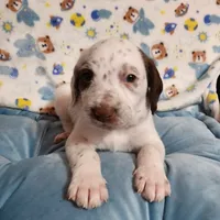 Patch WEEKEND SALE , a male Dalmatian and Poodle - Standard  for sale in Toccoa, GA – Photo 9 of 9