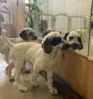 Patch , a male Dalmatian and Poodle - Standard  for sale in Toccoa, GA – 1 of 10