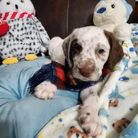 Patch WEEKEND SALE , a male Dalmatian and Poodle - Standard  for sale in Toccoa, GA – Photo 5 of 9