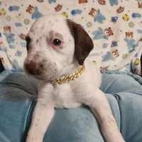 Patch WEEKEND SALE , a male Dalmatian and Poodle - Standard  for sale in Toccoa, GA – Photo 7 of 9