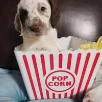 Patch WEEKEND SALE , a male Dalmatian and Poodle - Standard  for sale in Toccoa, GA – Photo 2 of 9