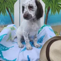 Patch WEEKEND SALE , a male Dalmatian and Poodle - Standard  for sale in Toccoa, GA – Photo 1 of 9