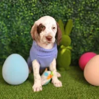 Patch WEEKEND SALE , a male Dalmatian and Poodle - Standard  for sale in Toccoa, GA – Photo 3 of 9