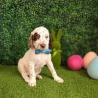 Patch WEEKEND SALE , a male Dalmatian and Poodle - Standard  for sale in Toccoa, GA – Photo 4 of 9