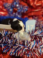 Puppy #17, a male Sheepadoodle for sale in Toccoa, GA – 2 of 2