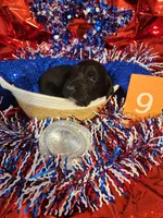 Puppy #9, a male Labradoodle for sale in Toccoa, GA – 2 of 3