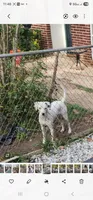 SageHarleyRose , a female Dalmatian for sale in Toccoa, GA – 2 of 2