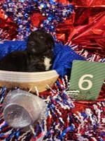 Puppy #6, a male Labradoodle for sale in Toccoa, GA – 2 of 2