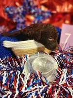 Puppy #7, a male Labradoodle for sale in Toccoa, GA – 2 of 2