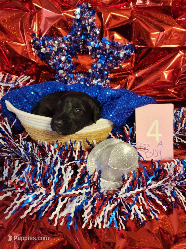 Puppy #4 – Labradoodle puppy for sale in Toccoa, GA