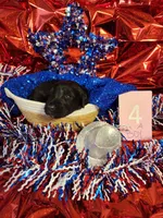 Puppy #4, a male Labradoodle for sale in Toccoa, GA – 1 of 2