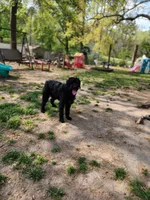 Lucy, a female Labradoodle for sale in Toccoa, GA – 3 of 3