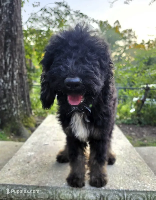 Puppy #6🐾 Ace – Labradoodle puppy for sale in Toccoa, GA