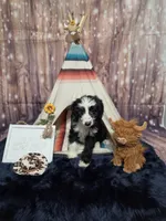 Puppy #11 Bailey, a female Sheepadoodle for sale in Toccoa, GA – 2 of 7