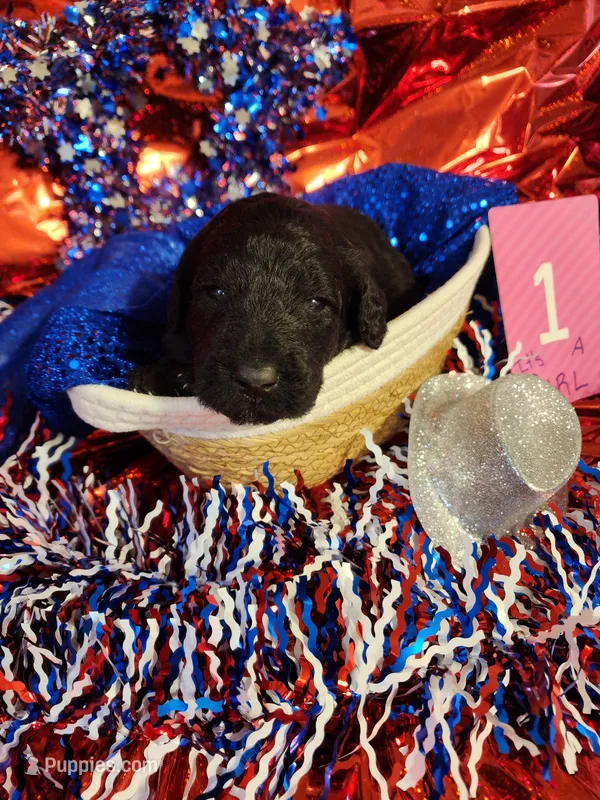 Puppy #1 – Labradoodle puppy for sale in Toccoa, GA