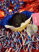 Puppy #1, a female Labradoodle for sale in Toccoa, GA – 1 of 2