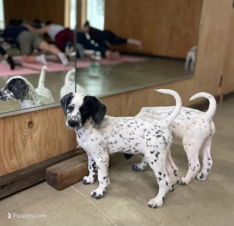 Penny SPRING SPECIAL  – Dalmatian, Poodle - Standard  puppy for sale in Toccoa, GA
