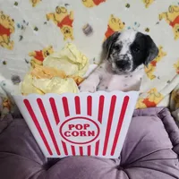 Penny WEEKEND SALE, a female Dalmatian and Poodle - Standard  for sale in Toccoa, GA – Photo 5 of 9