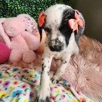 Penny WEEKEND SALE, a female Dalmatian and Poodle - Standard  for sale in Toccoa, GA – Photo 3 of 9