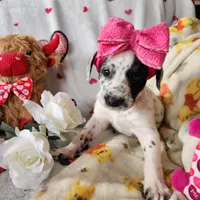 Penny WEEKEND SALE, a female Dalmatian and Poodle - Standard  for sale in Toccoa, GA – Photo 6 of 9