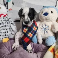 Penny WEEKEND SALE, a female Dalmatian and Poodle - Standard  for sale in Toccoa, GA – Photo 4 of 9