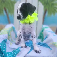 Penny WEEKEND SALE, a female Dalmatian and Poodle - Standard  for sale in Toccoa, GA – Photo 1 of 9