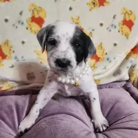 Penny WEEKEND SALE, a female Dalmatian and Poodle - Standard  for sale in Toccoa, GA – Photo 9 of 9