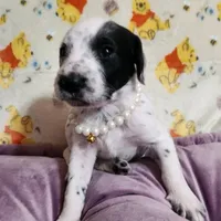 Penny WEEKEND SALE, a female Dalmatian and Poodle - Standard  for sale in Toccoa, GA – Photo 7 of 9