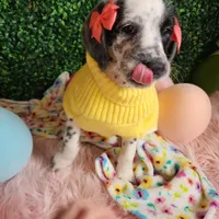 Penny WEEKEND SALE, a female Dalmatian and Poodle - Standard  for sale in Toccoa, GA – Photo 2 of 9