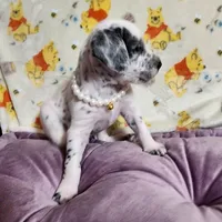 Penny WEEKEND SALE, a female Dalmatian and Poodle - Standard  for sale in Toccoa, GA – Photo 8 of 9