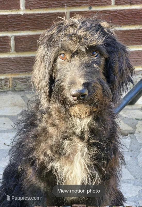 Puppy #5 Billy🐐 – Labradoodle puppy for sale in Toccoa, GA