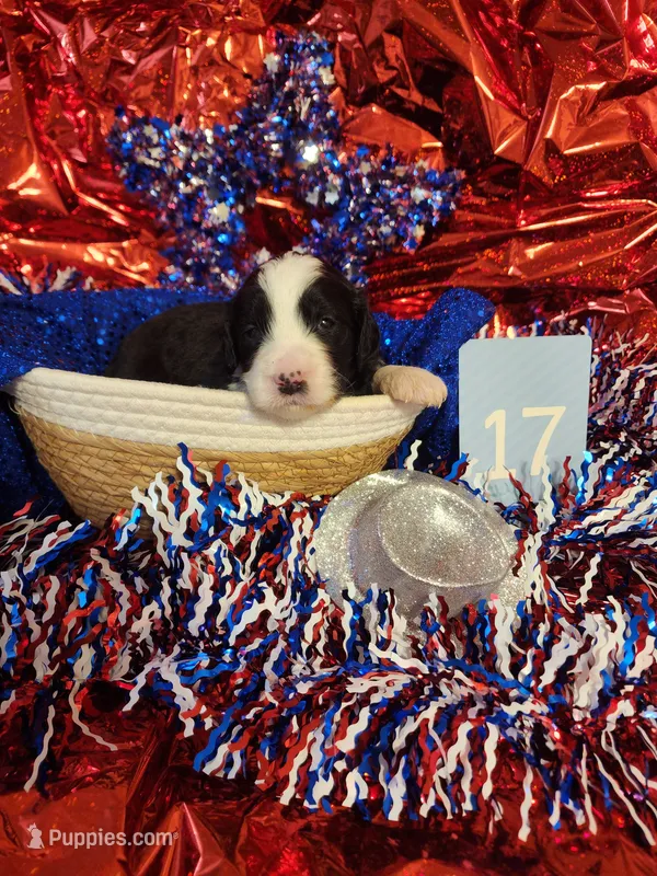 Puppy #17 – Sheepadoodle puppy for sale in Toccoa, GA