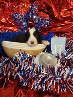 Puppy #17, a male Sheepadoodle for sale in Toccoa, GA – 1 of 2