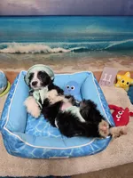Puppy #11 Bailey, a female Sheepadoodle for sale in Toccoa, GA – 3 of 7