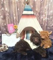 Puppy #8, a male Labradoodle for sale in Toccoa, GA – 2 of 8