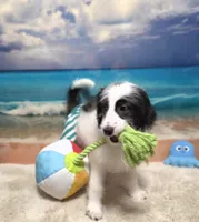 Puppy #15  😍 Panda 🐼 , a male Sheepadoodle for sale in Toccoa, GA – 2 of 10