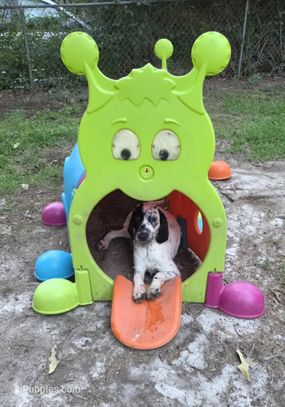 Two-Tone🥰 LOVING HOME🏡 SPECIAL  – Dalmatian, Poodle - Standard  puppy for sale in Toccoa, GA
