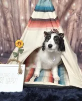 Puppy #15  😍 Panda 🐼 , a male Sheepadoodle for sale in Toccoa, GA – 3 of 10