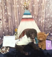 Puppy #7🩵 Baby Bean🐶, a male Labradoodle for sale in Toccoa, GA – 2 of 8
