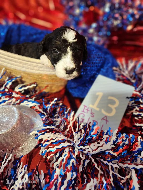 Puppy #13 – Sheepadoodle puppy for sale in Toccoa, GA