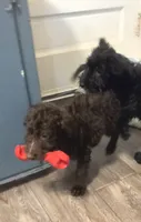 Puppy #7🩵 Baby Bean🐶, a male Labradoodle for sale in Toccoa, GA – 2 of 9