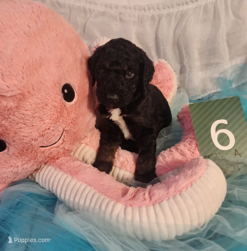 Puppy #6 – Labradoodle puppy for sale in Toccoa, GA